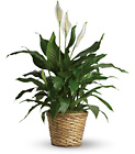 Simply Elegant Spathiphyllum - Medium Cottage Florist Lakeland Fl 33813 Premium Flowers lakeland